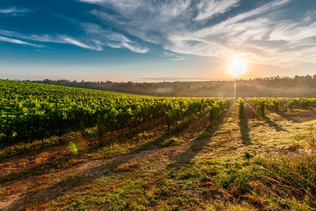 OIVE. LA superficie de viñedo ecológico crece un 33% en España en 4 años