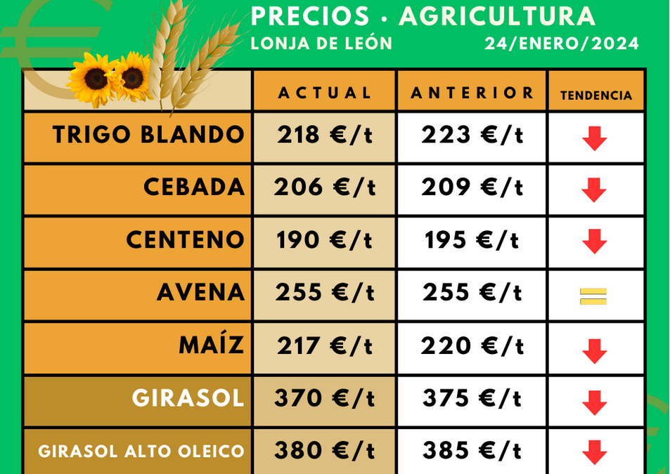 La cotización del girasol, tras varios meses estable, se une al descenso que viene padeciendo la del cereal